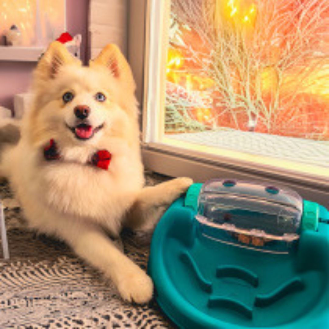 Spin & Satisfy - Food Puzzle Pet Toy